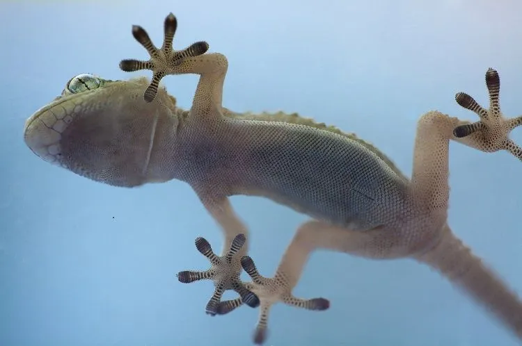 Nature Got There First: What 3.8 Billion Years of Biomimicry Can Teach Physical AI